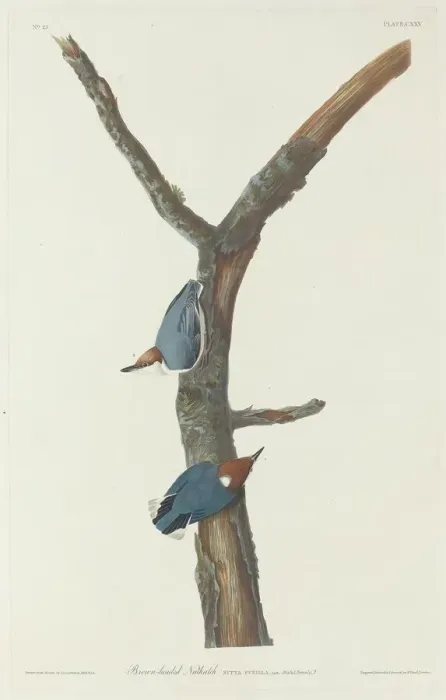 Framed Print : Brown-Headed Nuthatch, 1831. Creator: Robert Havell Framed Print : Brown-Headed Nuthatch, 1831. Creator: Robert Havell