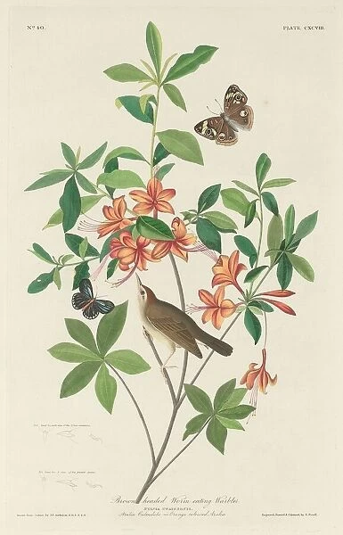 Brown-headed Worm-eating Warbler, 1834. Creator: Robert Havell