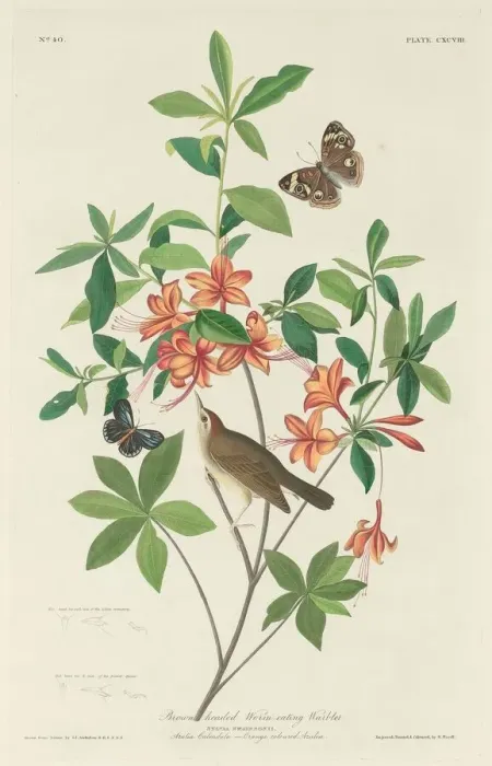 Framed Print : Brown-headed Worm-eating Warbler, 1834. Creator: Robert Havell Framed Print : Brown-headed Worm-eating Warbler, 1834. Creator: Robert Havell