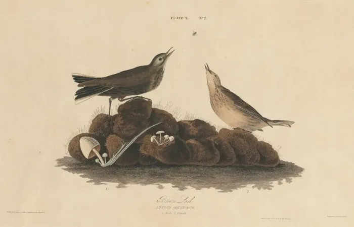 Framed Print : Brown Lark, 1827 / 1830. Creator: William Home Lizars Framed Print : Brown Lark, 1827 / 1830. Creator: William Home Lizars