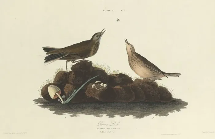 Framed Print : Brown Lark, 1827. Creator: William Home Lizars Framed Print : Brown Lark, 1827. Creator: William Home Lizars