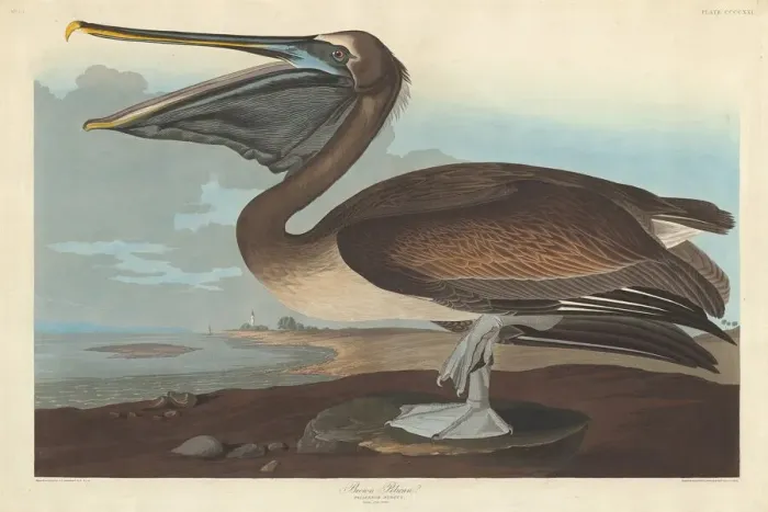 Framed Print : Brown Pelican, 1838. Creator: Robert Havell Framed Print : Brown Pelican, 1838. Creator: Robert Havell