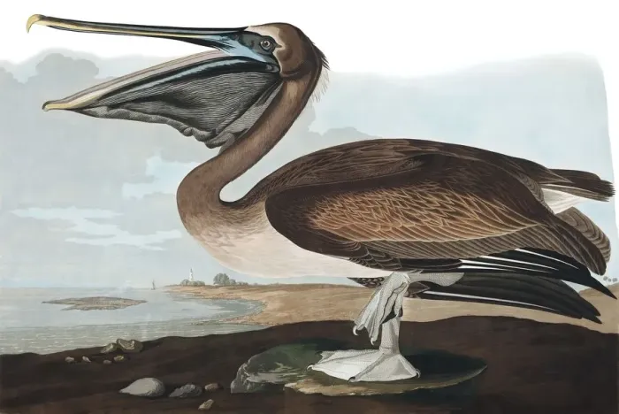 Framed Print : Brown Pelican, Pelecanus Fuscus, 1845 Framed Print : Brown Pelican, Pelecanus Fuscus, 1845