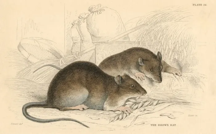Framed Print : Brown rat (Rattus rattus), 1828 Framed Print : Brown rat (Rattus rattus), 1828
