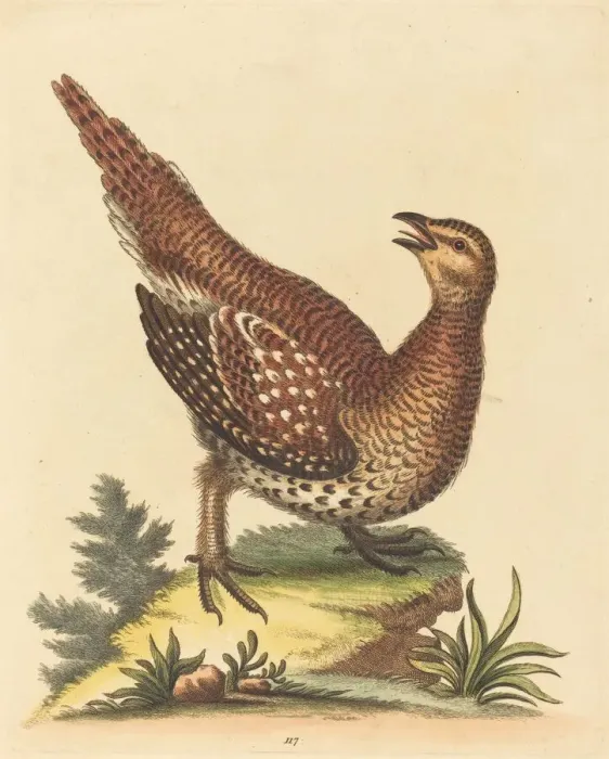 Framed Print : Brown Speckled Bird. Creator: George Edwards Framed Print : Brown Speckled Bird. Creator: George Edwards