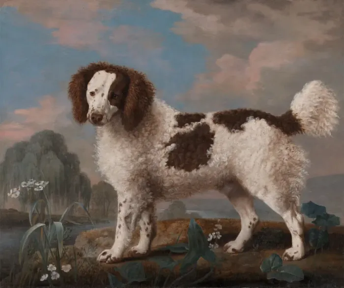 Framed Print : Brown and White Norfolk or Water Spaniel, 1778. Creator: George Stubbs Framed Print : Brown and White Norfolk or Water Spaniel, 1778. Creator: George Stubbs