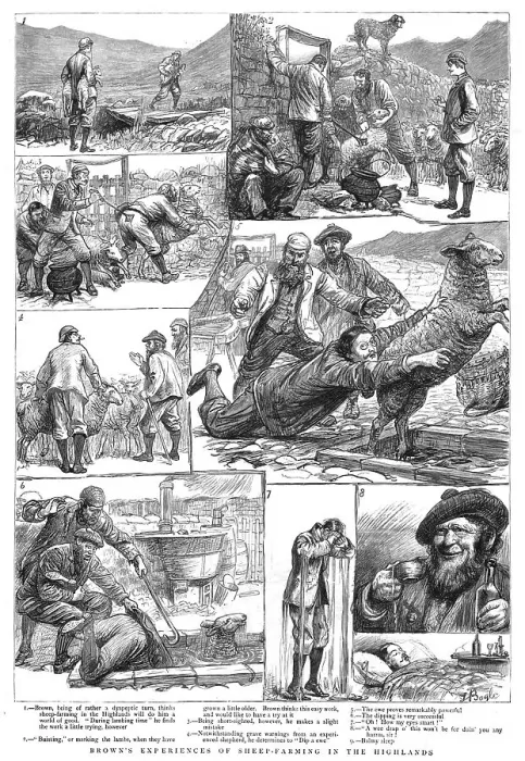 Framed Print : Brown's Experiences of Sheep - Farming in the Highlands, 1890. Creator: Unknown Framed Print : Brown's Experiences of Sheep - Farming in the Highlands, 1890. Creator: Unknown