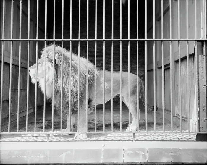Framed Print : Brutus in the zoo, c1907. Creator: Unknown Framed Print : Brutus in the zoo, c1907. Creator: Unknown