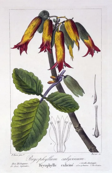 Framed Print : Bryophyllum calycinum, pub. 1836. Creator: Panacre Bessa (1772-1846) Framed Print : Bryophyllum calycinum, pub. 1836. Creator: Panacre Bessa (1772-1846)