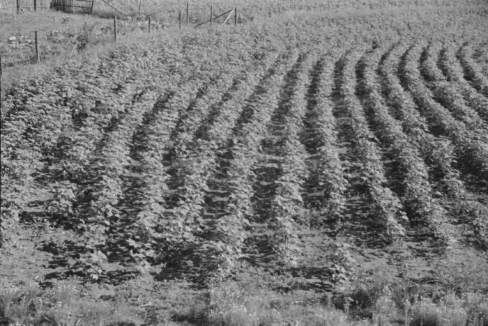 Framed Print : Bud Fields garden, Hale County, Alabama, 1936. Creator: Walker Evans