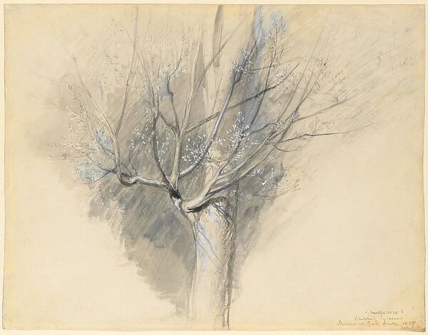 Budding Sycamore, c. 1876. Creator: John Ruskin (British, 1819-1900)