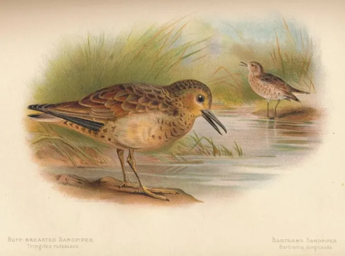 Framed Print : Buff-Breasted Sandpiper (Tringites rufescns), Bartrams Sandpiper (Bartramia longicauda), 1900, (1 Artist: Charles Whymper Framed Print : Buff-Breasted Sandpiper (Tringites rufescns), Bartrams Sandpiper (Bartramia longicauda), 1900, (1 Artist: Charles Whymper
