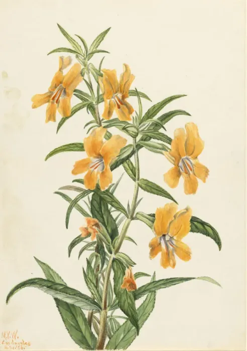 Framed Print : Buff Monkeyflower (Diplacus longiflorus), 1926. Creator: Mary Vaux Walcott Framed Print : Buff Monkeyflower (Diplacus longiflorus), 1926. Creator: Mary Vaux Walcott