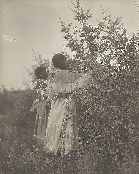 Buffalo berry gatherers-Mandan, c1908. Creator: Edward Sheriff Curtis