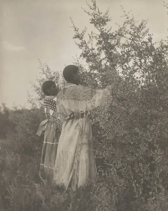 Framed Print : Buffalo berry gatherers-Mandan, c1908. Creator: Edward Sheriff Curtis Framed Print : Buffalo berry gatherers-Mandan, c1908. Creator: Edward Sheriff Curtis