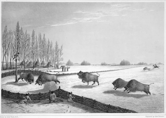 Framed Print : A buffalo pound, Canada, c1819-1822 (1823). Artist: Edward Finden Framed Print : A buffalo pound, Canada, c1819-1822 (1823). Artist: Edward Finden