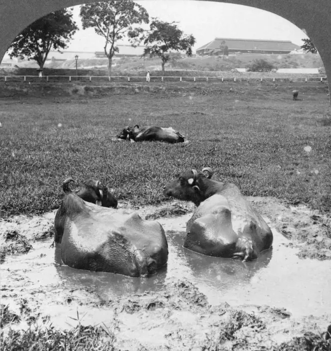 Framed Print : Buffalo wallow, Burma, 1908. Artist: Stereo Travel Co Framed Print : Buffalo wallow, Burma, 1908. Artist: Stereo Travel Co