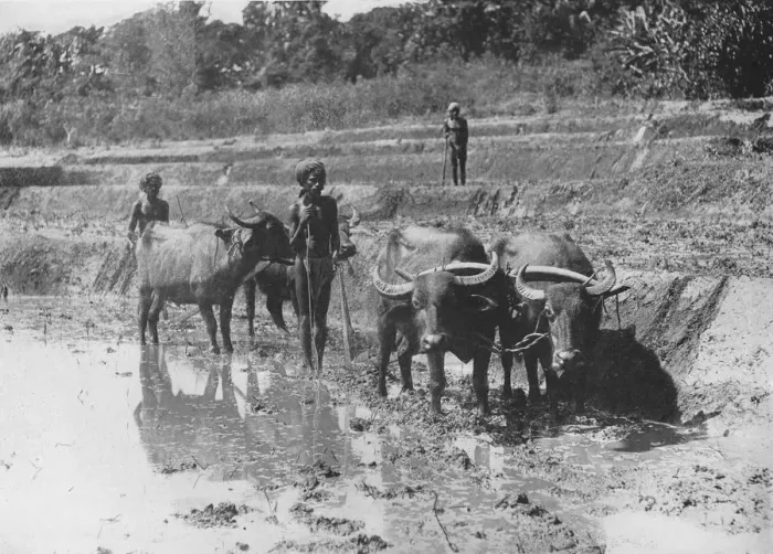 Framed Print : Buffaloes Ploughing Paddy Fields, c1890, (1910). Artist: Alfred William Amandus Plate Framed Print : Buffaloes Ploughing Paddy Fields, c1890, (1910). Artist: Alfred William Amandus Plate