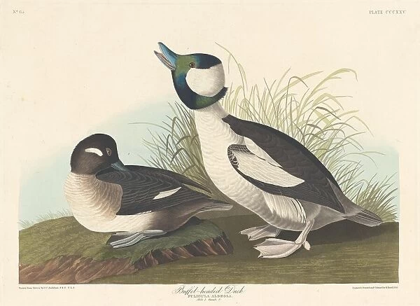Buffel-headed Duck, 1836. Creator: Robert Havell