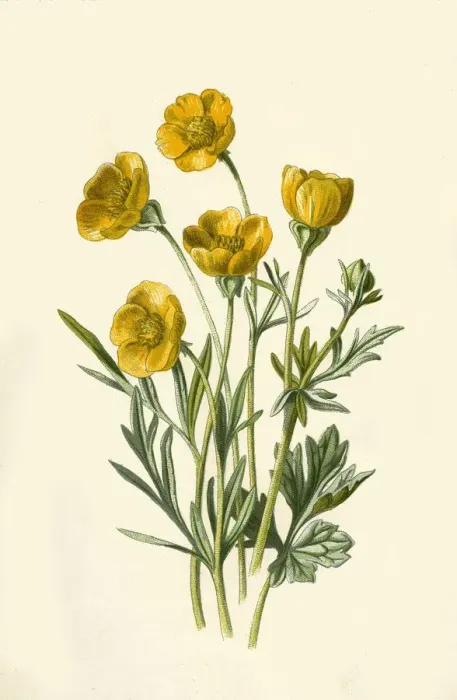 Framed Print : Bulbous Crowfoot, 1877. Creator: Frederick Edward Hulme Framed Print : Bulbous Crowfoot, 1877. Creator: Frederick Edward Hulme