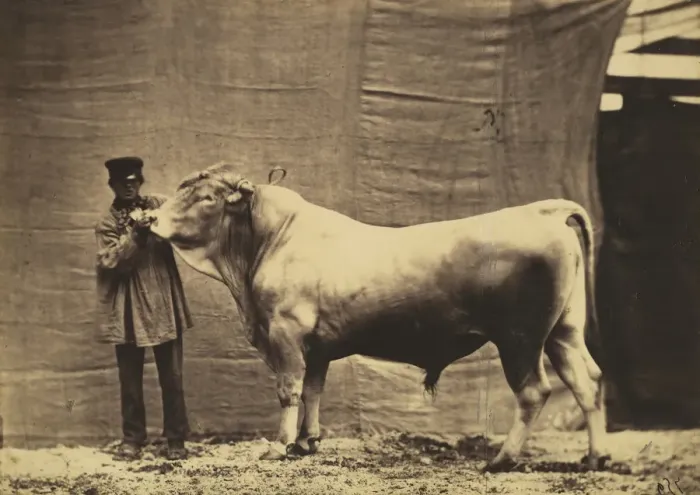 Framed Print : [Bull from Glane, Canton of Fribourg], 1856. Creator: Adrien Alban Tournachon