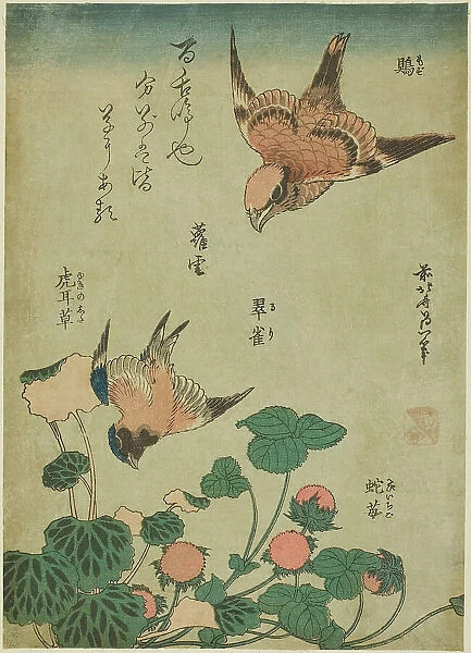 Bull-headed Shrike and Bluebird with Saxifrage and Wild Strawberry (Mozu, ruri... c. 1834. Creator: Hokusai)