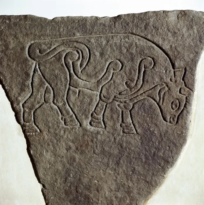 Framed Print : Bull motif on Pictish incised stone, Burghead, Moray, Scotland, c6th - 7th century Framed Print : Bull motif on Pictish incised stone, Burghead, Moray, Scotland, c6th - 7th century