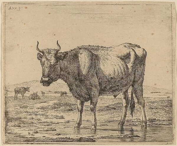 Bull Standing in Water, c. 1657 / 1659. Creator: Adriaen van de Velde
