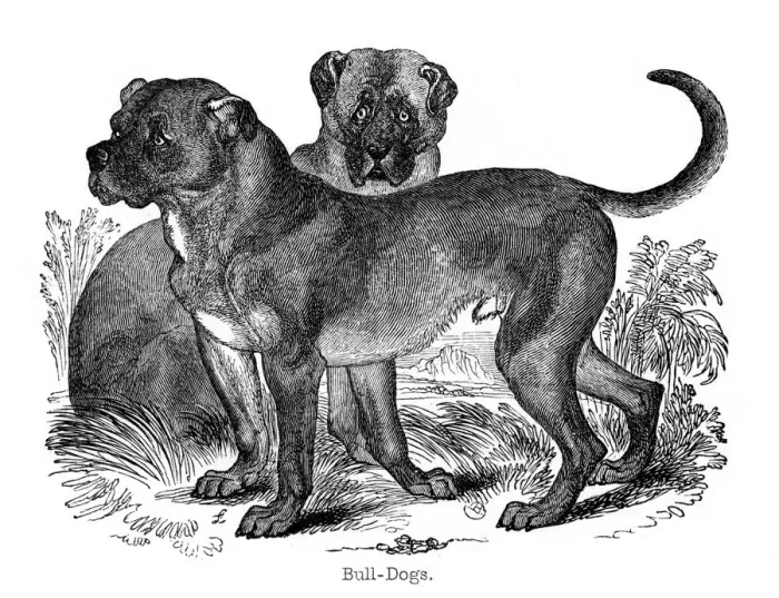 Framed Print : Bulldog, 1848 Framed Print : Bulldog, 1848