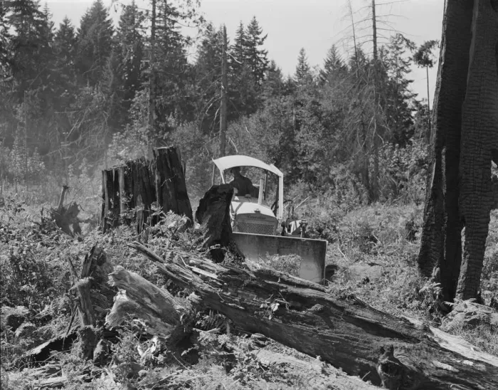 Framed Print : Bulldozer equipped with grader blade pushing over a... Lewis County, near Vader, Washington, 1939. Creator: Dorothea Lange Framed Print : Bulldozer equipped with grader blade pushing over a... Lewis County, near Vader, Washington, 1939. Creator: Dorothea Lange