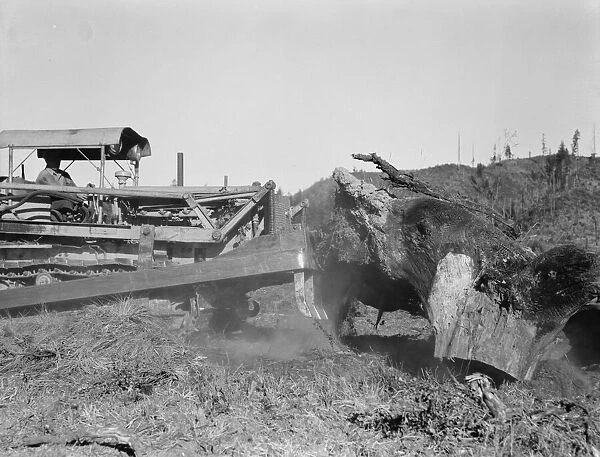 Bulldozer raises and pushes stump on cut-over farm, Lewis County, Western Washington, 1939. Creator: Dorothea Lange
