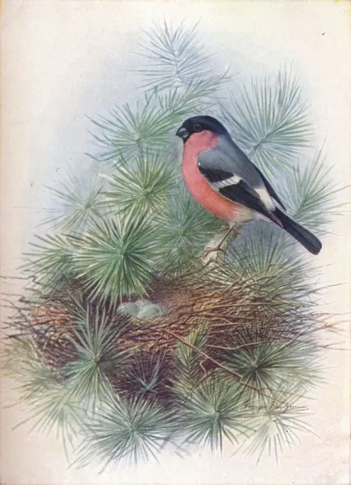 Framed Print : Bullfinch - Pyr rhua europae a, c1910, (1910). Artist: George James Rankin Framed Print : Bullfinch - Pyr rhua europae a, c1910, (1910). Artist: George James Rankin