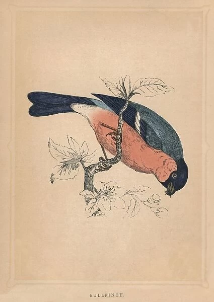 Bullfinch, (Pyrrhula pyrrhula), c1850, (1856)