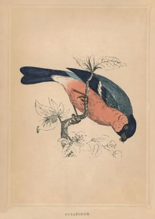 Framed Print : Bullfinch, (Pyrrhula pyrrhula), c1850, (1856) Framed Print : Bullfinch, (Pyrrhula pyrrhula), c1850, (1856)