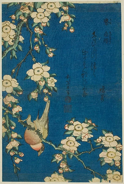 Bullfinch and Weeping Cherry (Uso, shidarezakura), from an untitled series of flowers