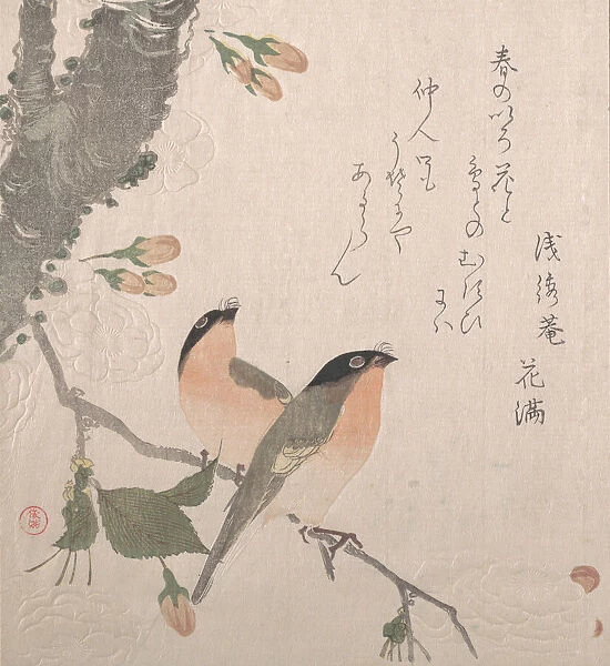 Bullfinches and Cherry Blossoms, 19th century. Creator: Kubo Shunman