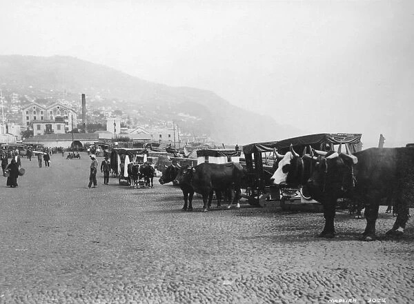 Bullock carriages, Madeira, Portugal, c1920s-c1930s(?)