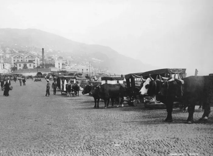 Framed Print : Bullock carriages, Madeira, Portugal, c1920s-c1930s(?) Framed Print : Bullock carriages, Madeira, Portugal, c1920s-c1930s(?)