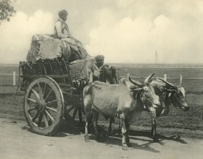 Framed Print : Bullock Cart. Creator: Clifton & Co Framed Print : Bullock Cart. Creator: Clifton & Co