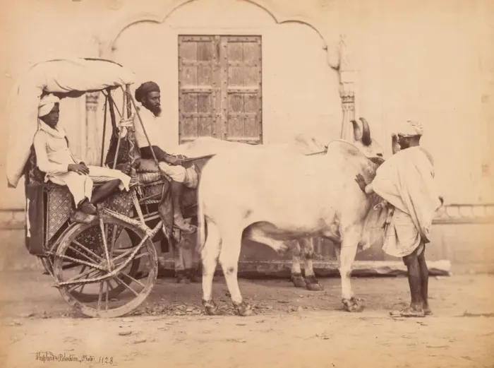 Framed Print : Bullock Cart, Delhi, 1863. Creator: Shepherd & Robertson (British, active Agra and Simla Framed Print : Bullock Cart, Delhi, 1863. Creator: Shepherd & Robertson (British, active Agra and Simla