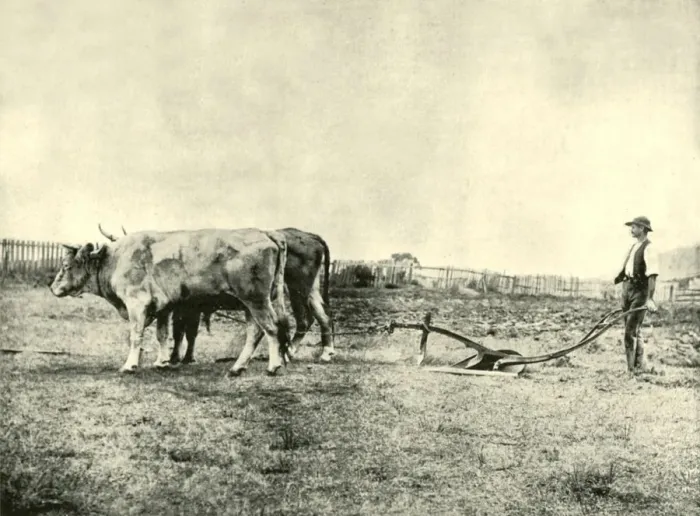 Framed Print : A Bullock Plough Team, 1901. Creator: Unknown Framed Print : A Bullock Plough Team, 1901. Creator: Unknown