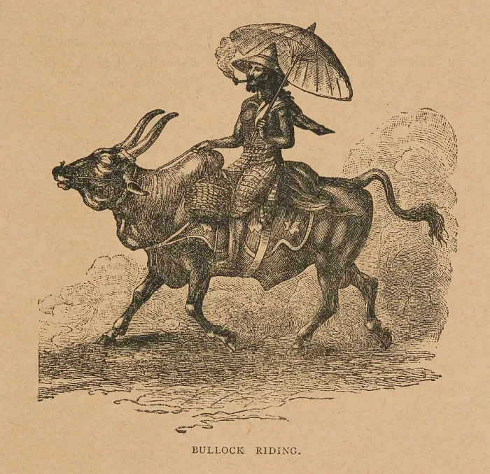 Framed Print : Bullock Riding from Hagenbeck's World Renowned Ceylonese Exhibition, 1886. Creator: Unknown. Bullock Riding from Hagenbeck's World Renowned Ceylonese Exhibition, 1886. Creator: Unknown Framed Print : Bullock Riding from Hagenbeck's World Renowned Ceylonese Exhibition, 1886. Creator: Unknown. Bullock Riding from Hagenbeck's World Renowned Ceylonese Exhibition, 1886. Creator: Unknown