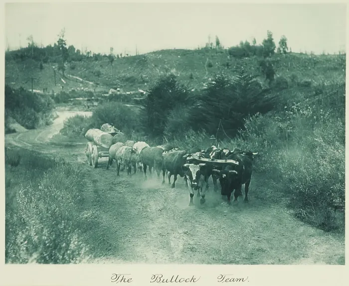 Framed Print : The bullock team. From the album: Camera Pictures of New Zealand, 1920s. Creator: Harry Moult Framed Print : The bullock team. From the album: Camera Pictures of New Zealand, 1920s. Creator: Harry Moult
