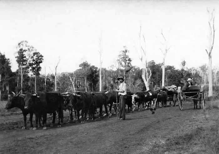 Framed Print : Bullock team and driver hauling timber, c1900s. Creator: Robert Augustus Henry L'Estrange. Bullock team and driver hauling timber, c1900s Framed Print : Bullock team and driver hauling timber, c1900s. Creator: Robert Augustus Henry L'Estrange. Bullock team and driver hauling timber, c1900s
