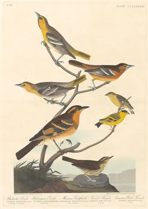 Framed Print : Bullocks Oriole, Baltimore Oriole, Mexican Goldfinch and Varied Thrush, 1838 Framed Print : Bullocks Oriole, Baltimore Oriole, Mexican Goldfinch and Varied Thrush, 1838