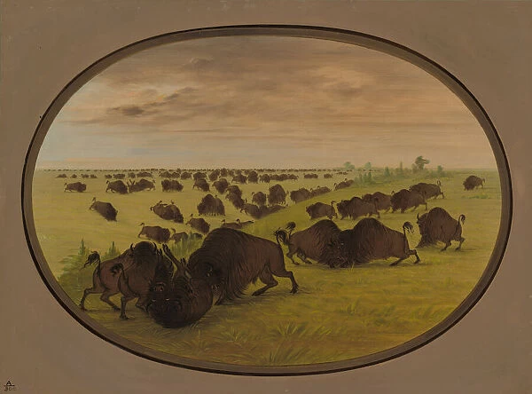 Bulls Fighting, 1861  /  1869. Creator: George Catlin