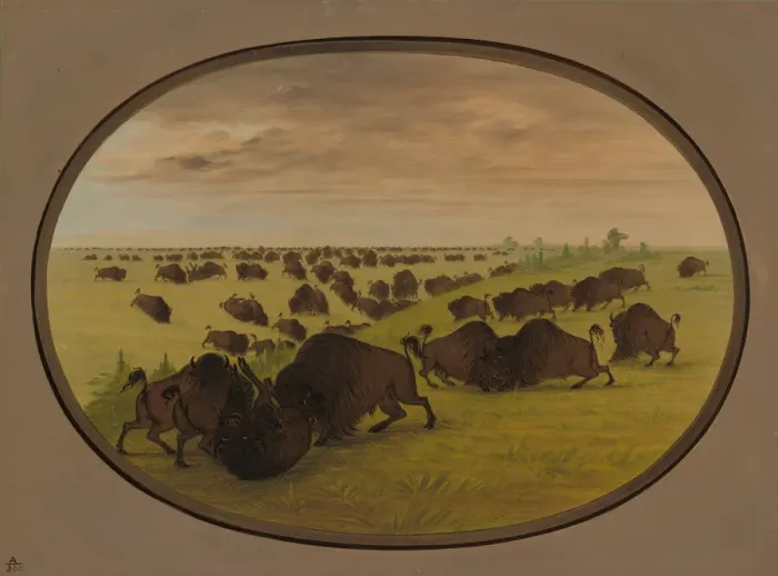 Framed Print : Bulls Fighting, 1861 / 1869. Creator: George Catlin Framed Print : Bulls Fighting, 1861 / 1869. Creator: George Catlin