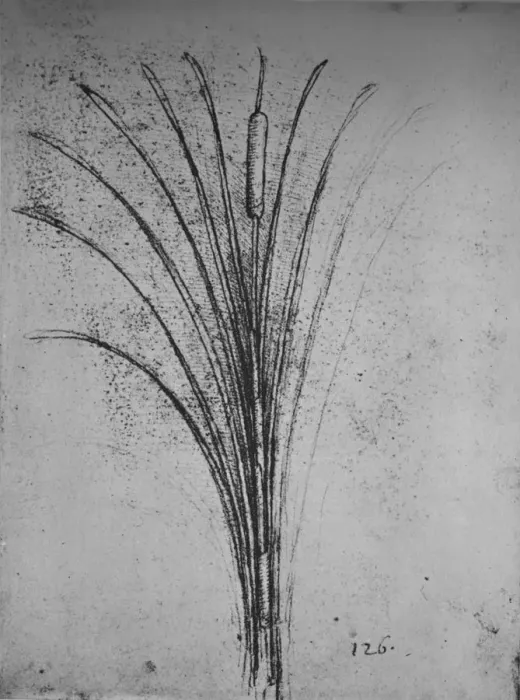 Framed Print : A Bulrush, c1480 (1945). Artist: Leonardo da Vinci Framed Print : A Bulrush, c1480 (1945). Artist: Leonardo da Vinci