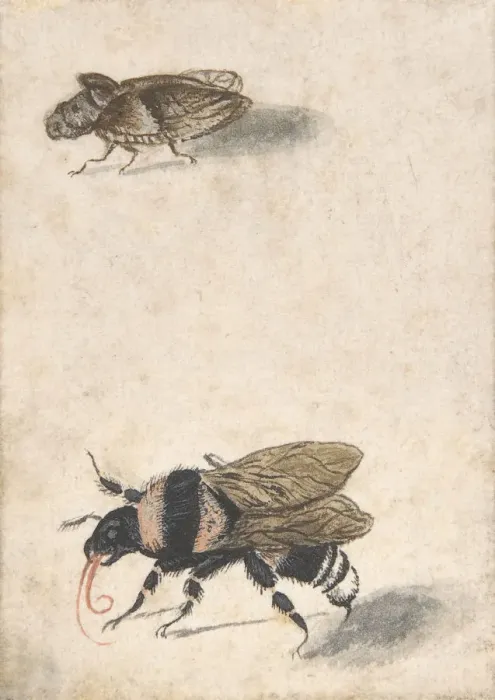 Framed Print : A Bumble Bee and a Fulgoroid, 17th century (?). Creator: Anon Framed Print : A Bumble Bee and a Fulgoroid, 17th century (?). Creator: Anon