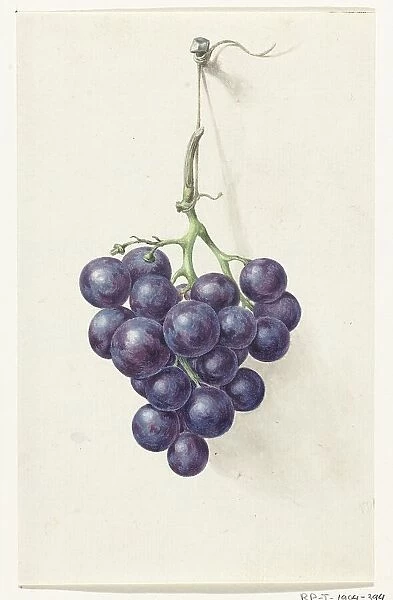 Bunch of blue grapes, 1775-1833. Creator: Jean Bernard